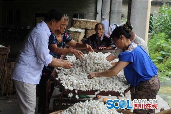 眉山仁寿县宝飞镇夏季蚕茧丰收