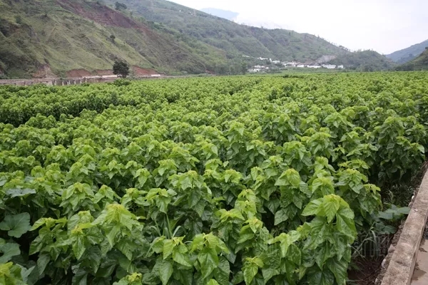 宁南蚕桑产业的"阳光大道" 三项指标均居全国第一