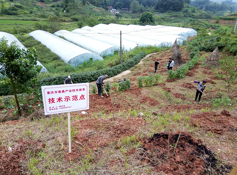 重庆市蚕桑产业技术体系赴渝北开展扶贫技术示范