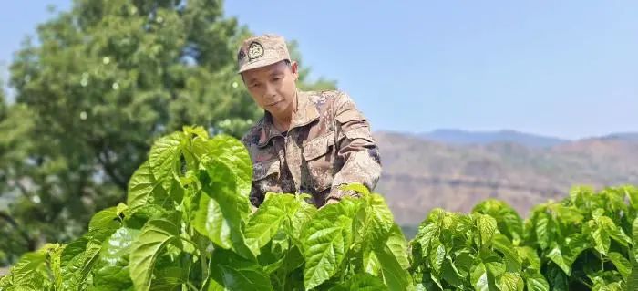 凉山会东：又是一年春蚕季 桑蚕种养“钱景”好